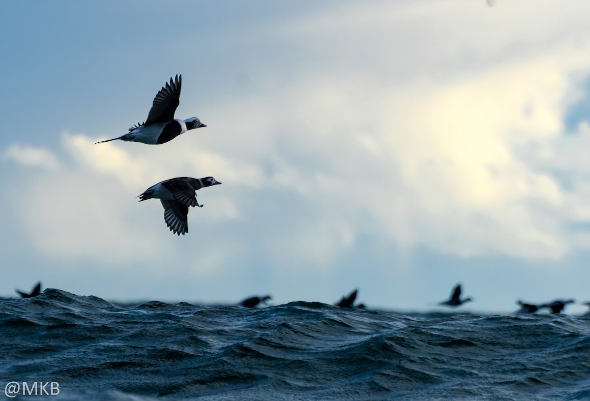 Long-tailed Duck - ML645748011