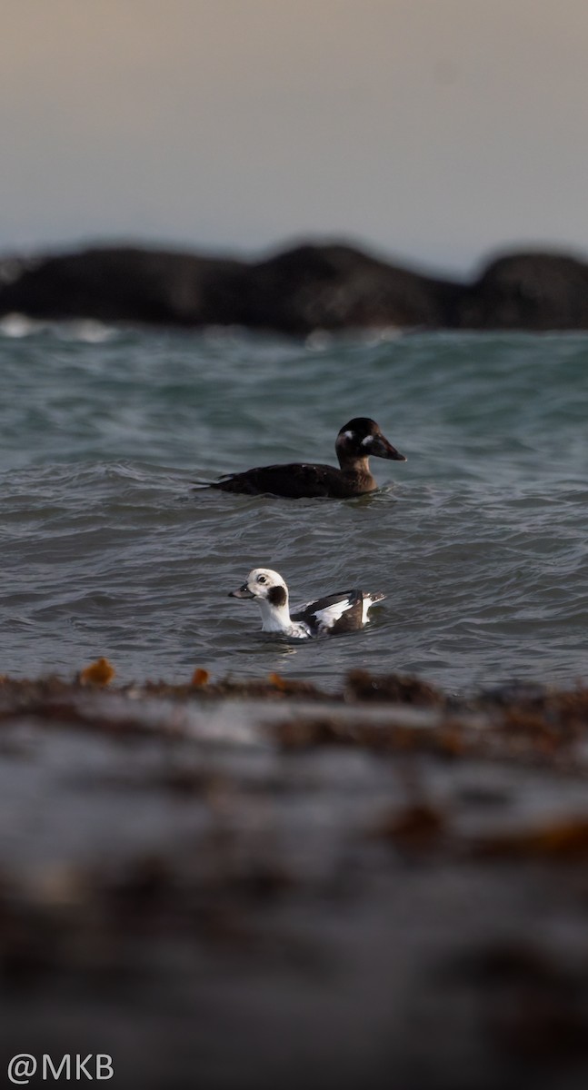 Long-tailed Duck - ML645748012