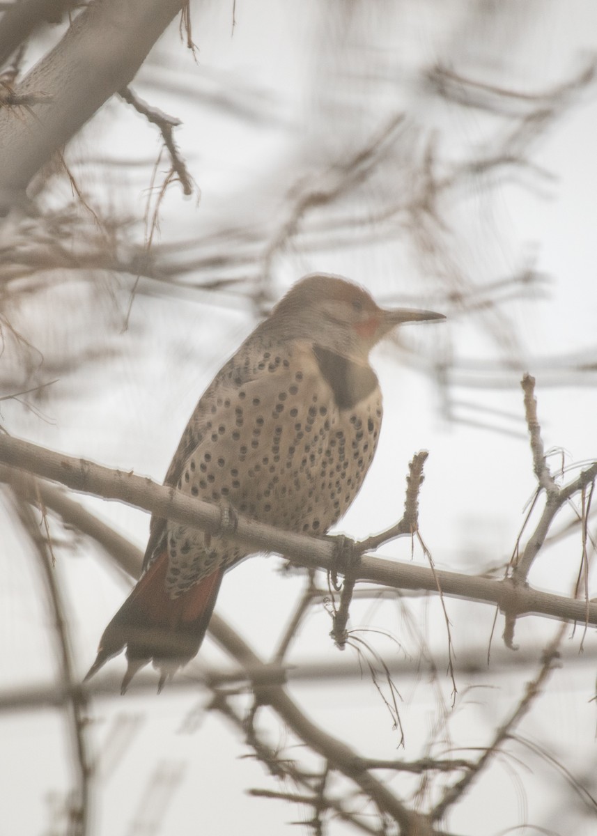Northern Flicker - ML645748013