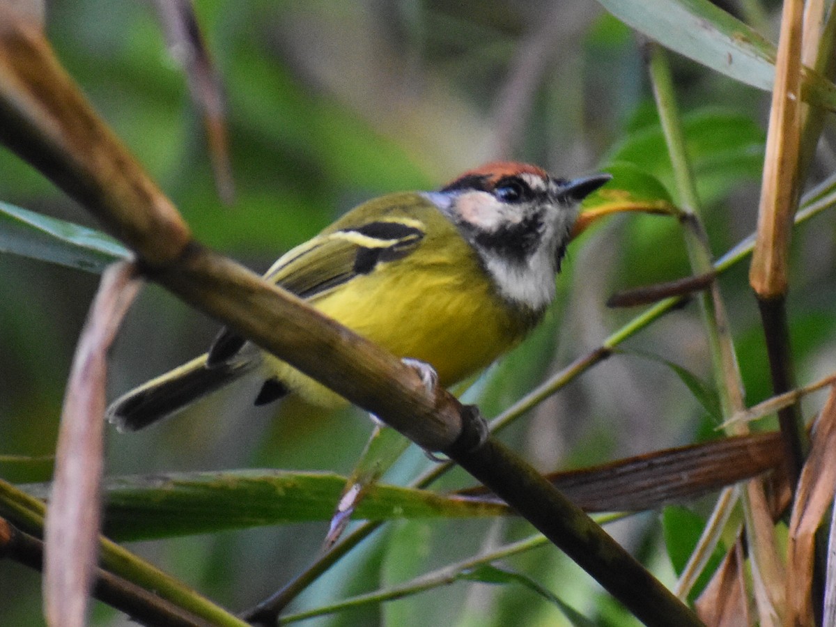 Rufous-crowned Tody-Flycatcher - ML645748016