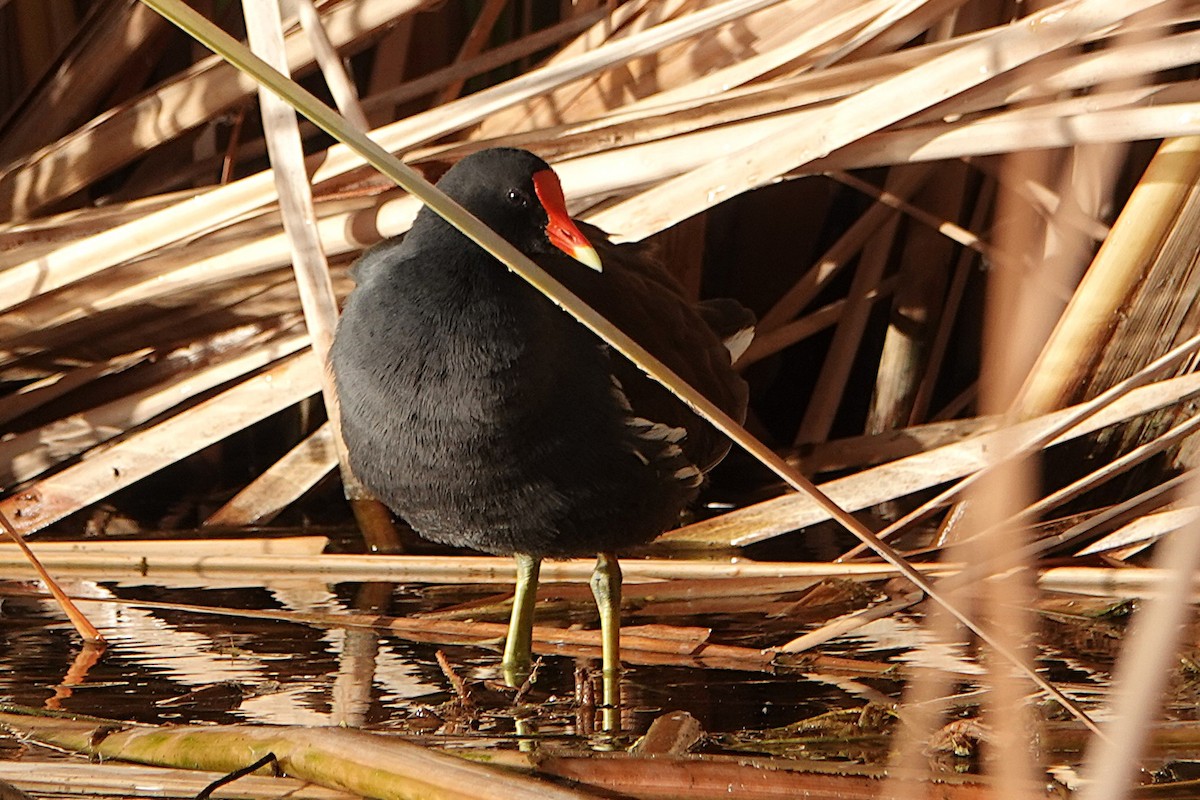 slípka americká - ML645748019