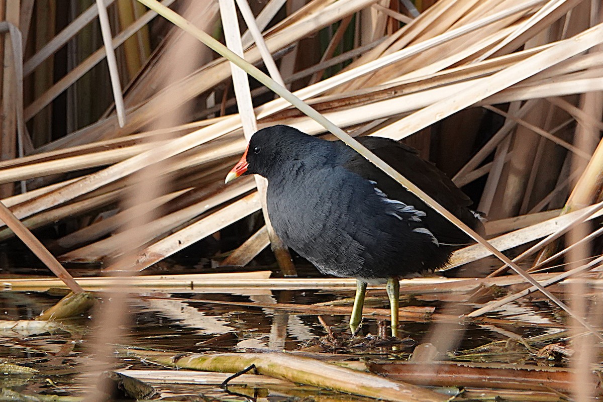 slípka americká - ML645748020