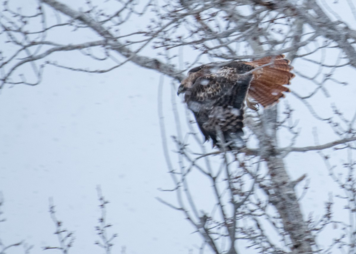 Poiana codarossa - ML645748022