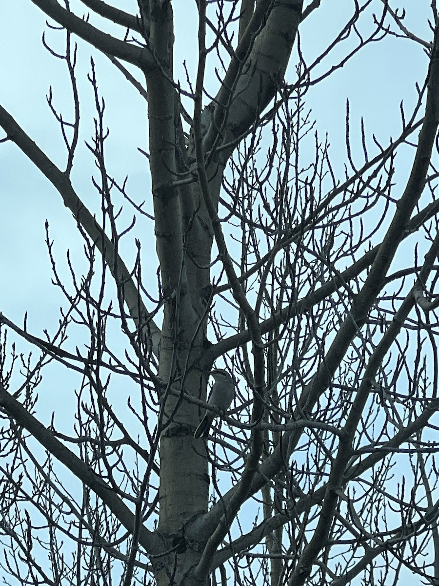 Northern Shrike - ML645748028