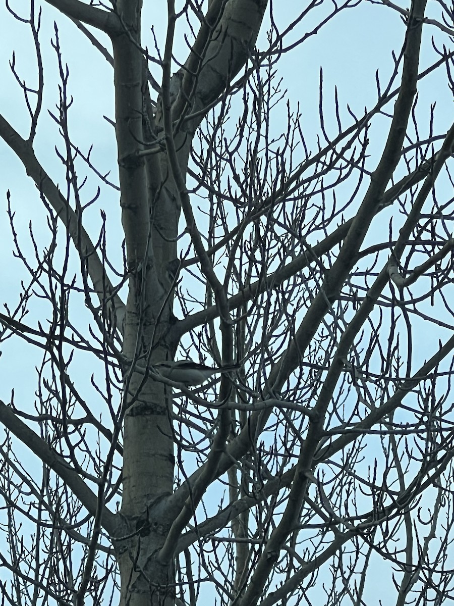 Northern Shrike - ML645748029