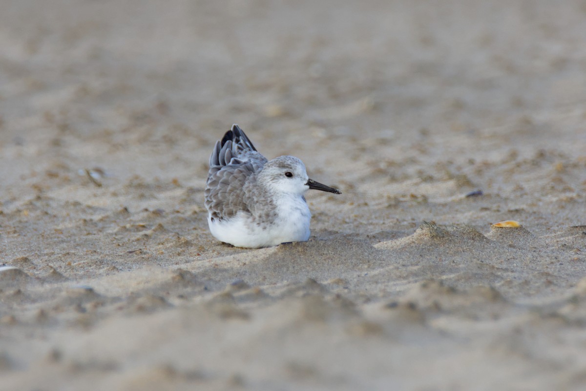 Песчанка - ML645748030