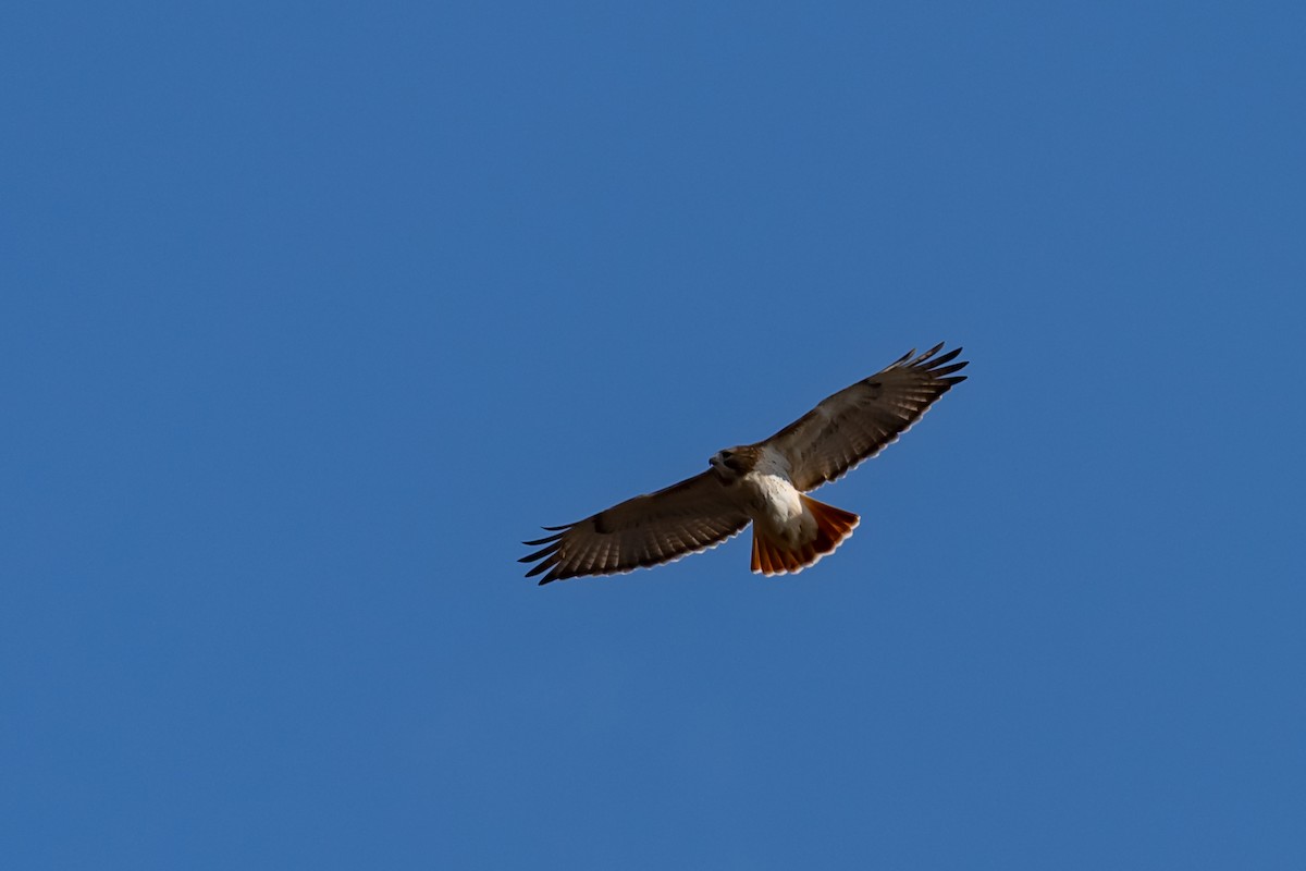 Red-tailed Hawk - ML645748031