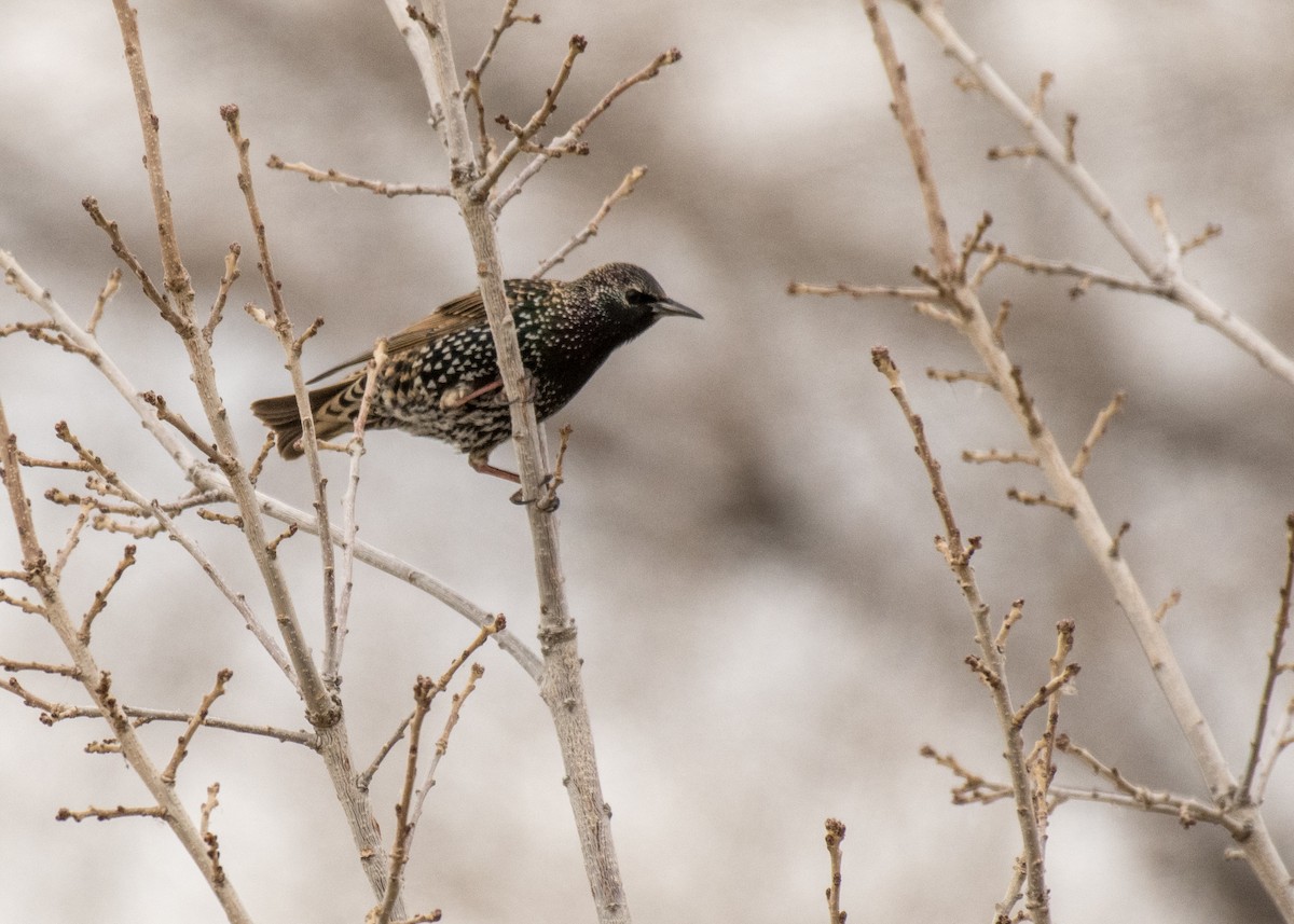 歐洲椋鳥 - ML645748032