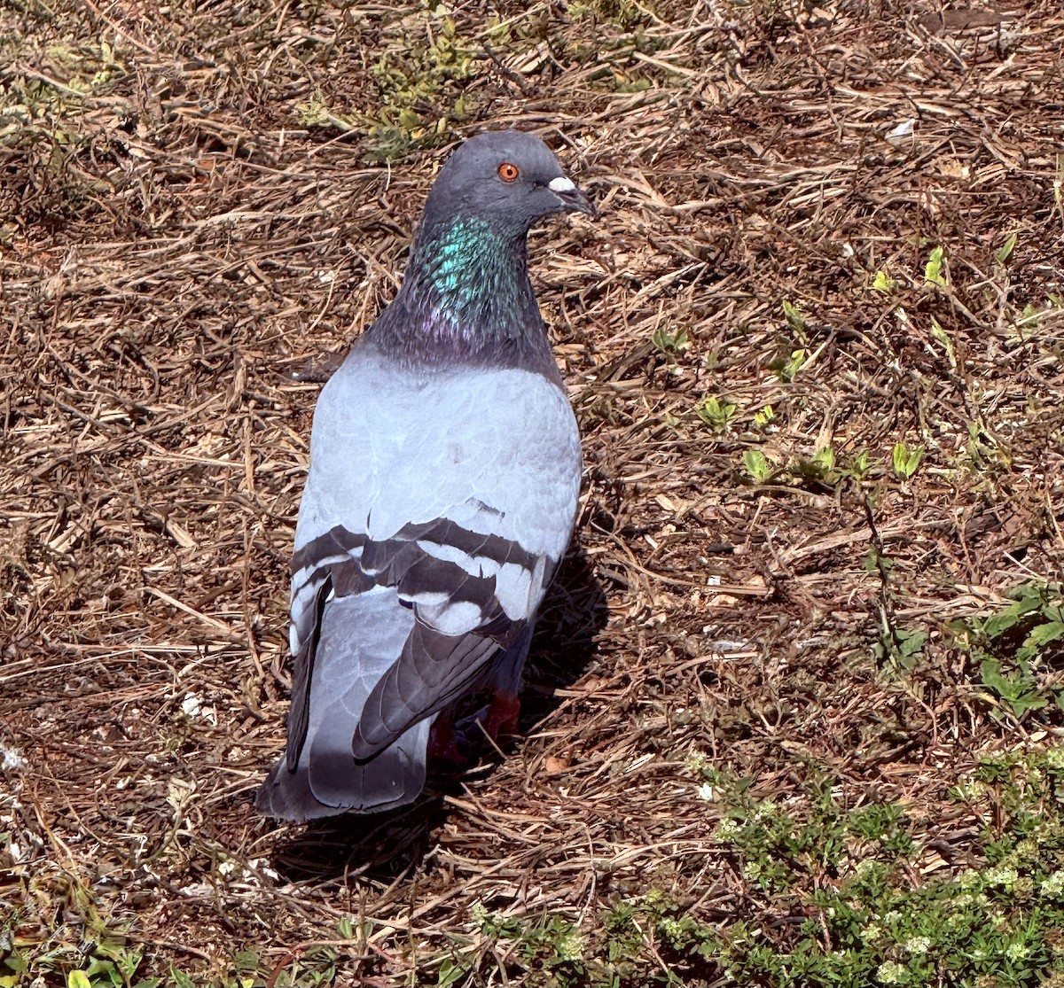 野鴿(野化) - ML645748034