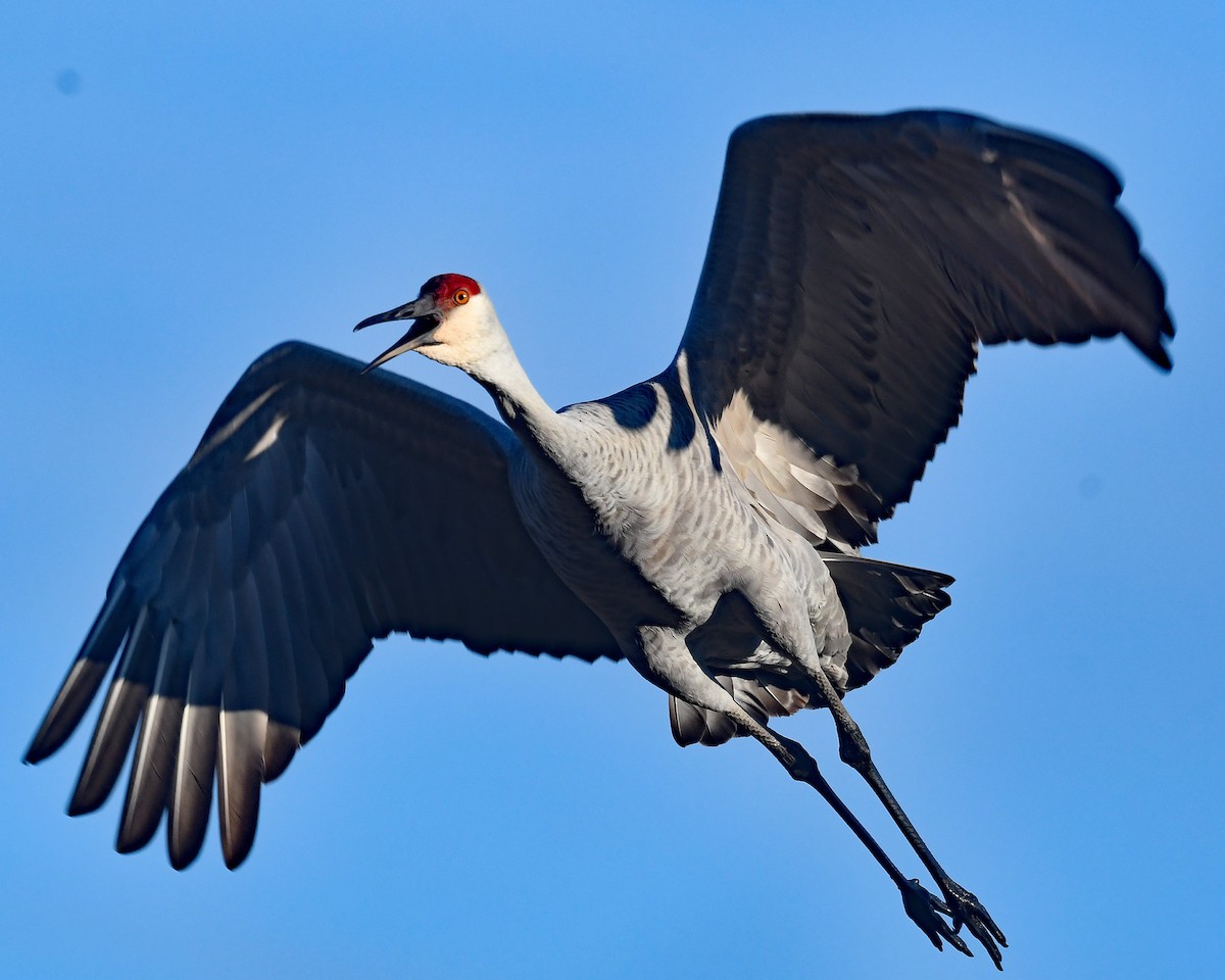 沙丘鶴(tabida/rowani) - ML645748035