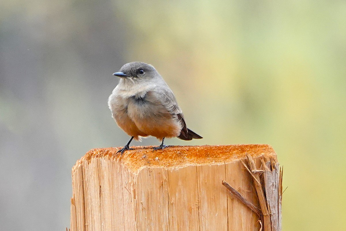 Say's Phoebe - ML645748036