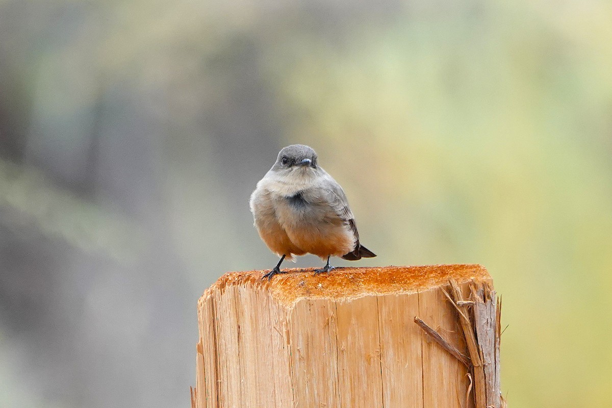 Say's Phoebe - ML645748037