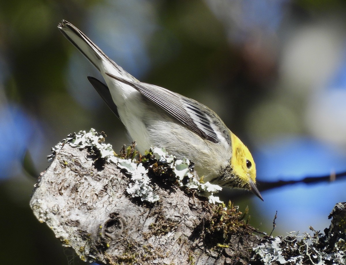 Hermit Warbler - ML645748039