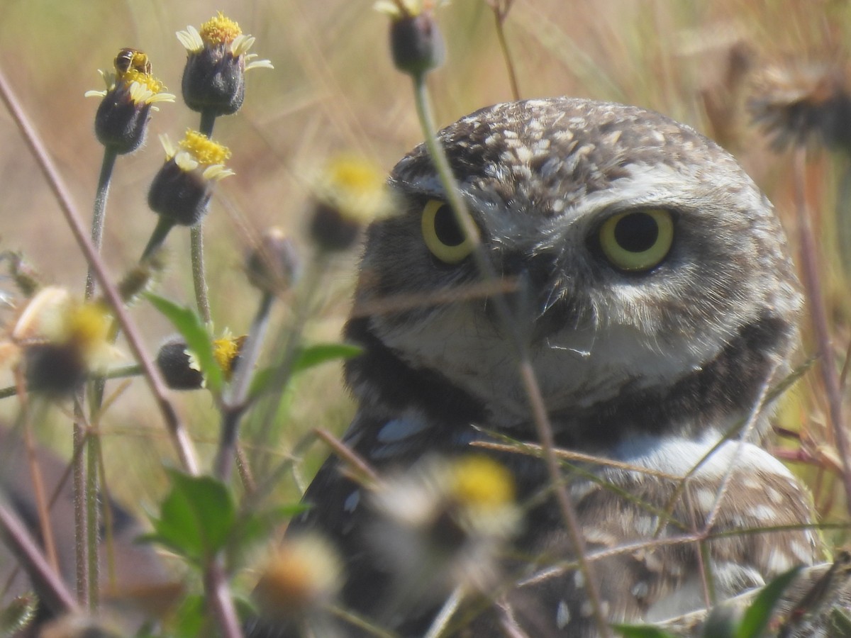 Burrowing Owl - ML645748041