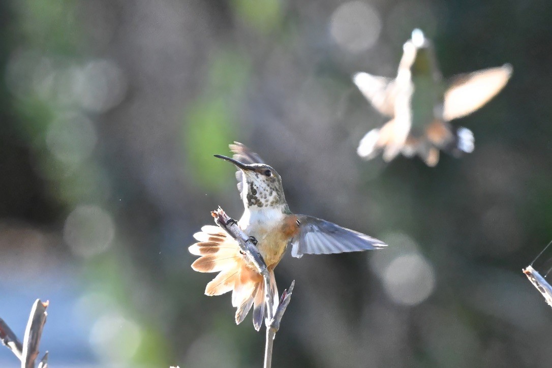 Allen's Hummingbird - ML645748042