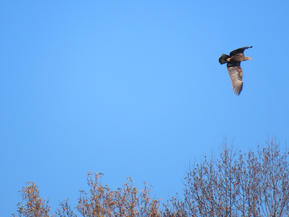 Bald Eagle - ML645748044