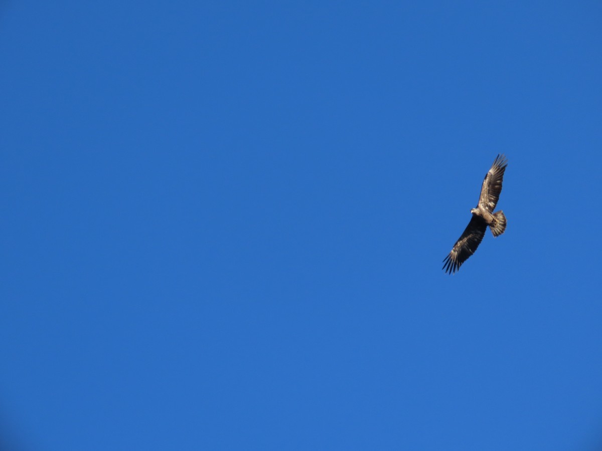 Bald Eagle - ML645748045