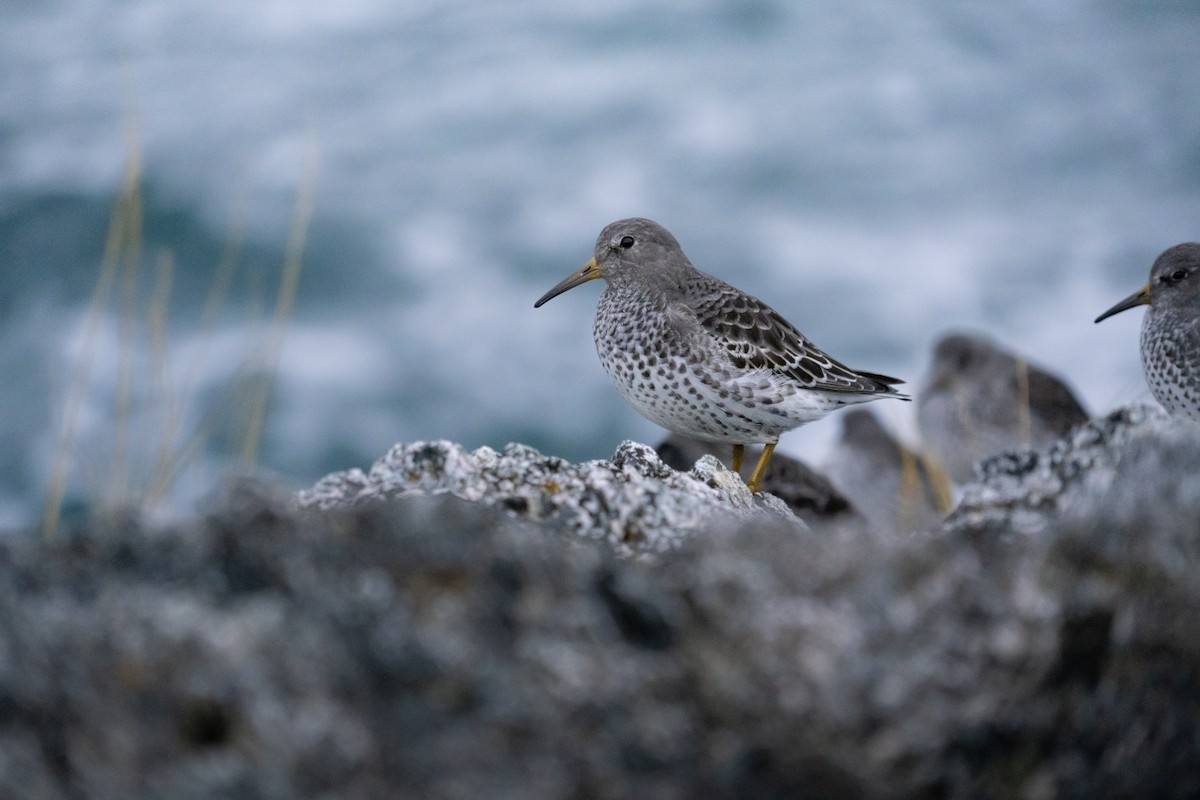 Rock Sandpiper - ML645748047