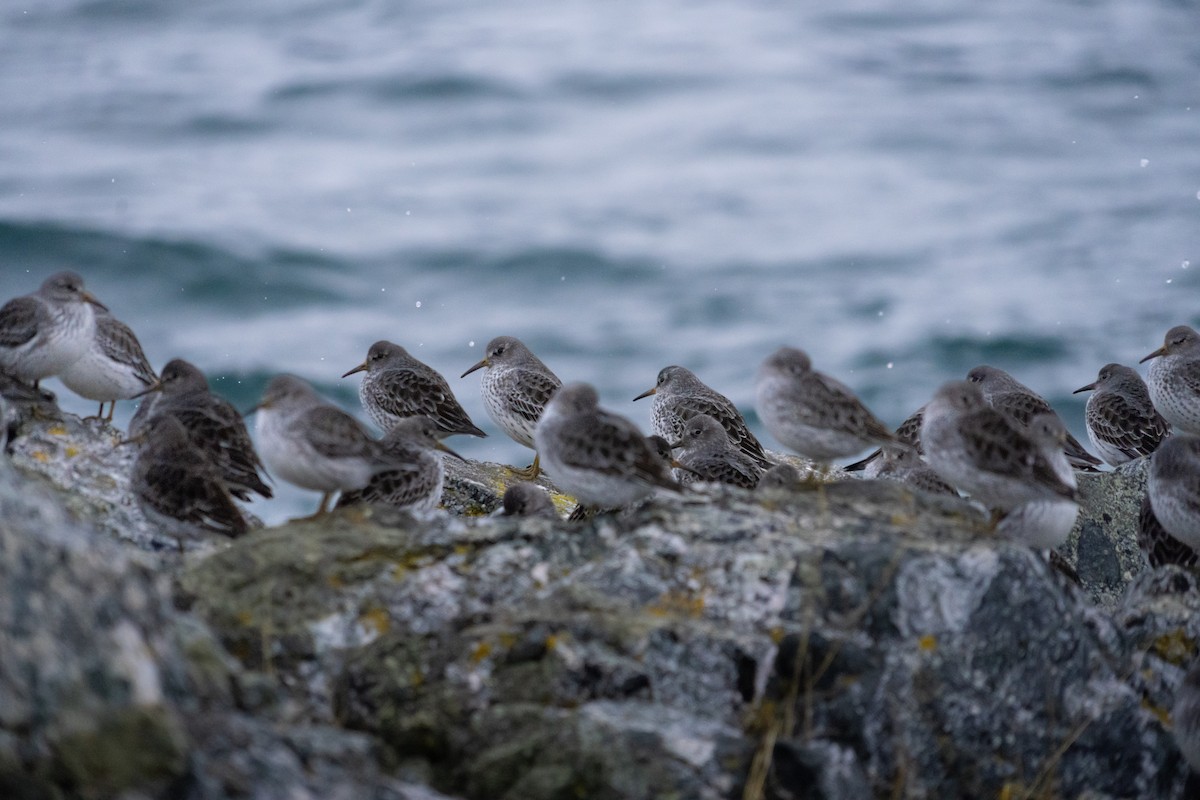 Rock Sandpiper - ML645748049