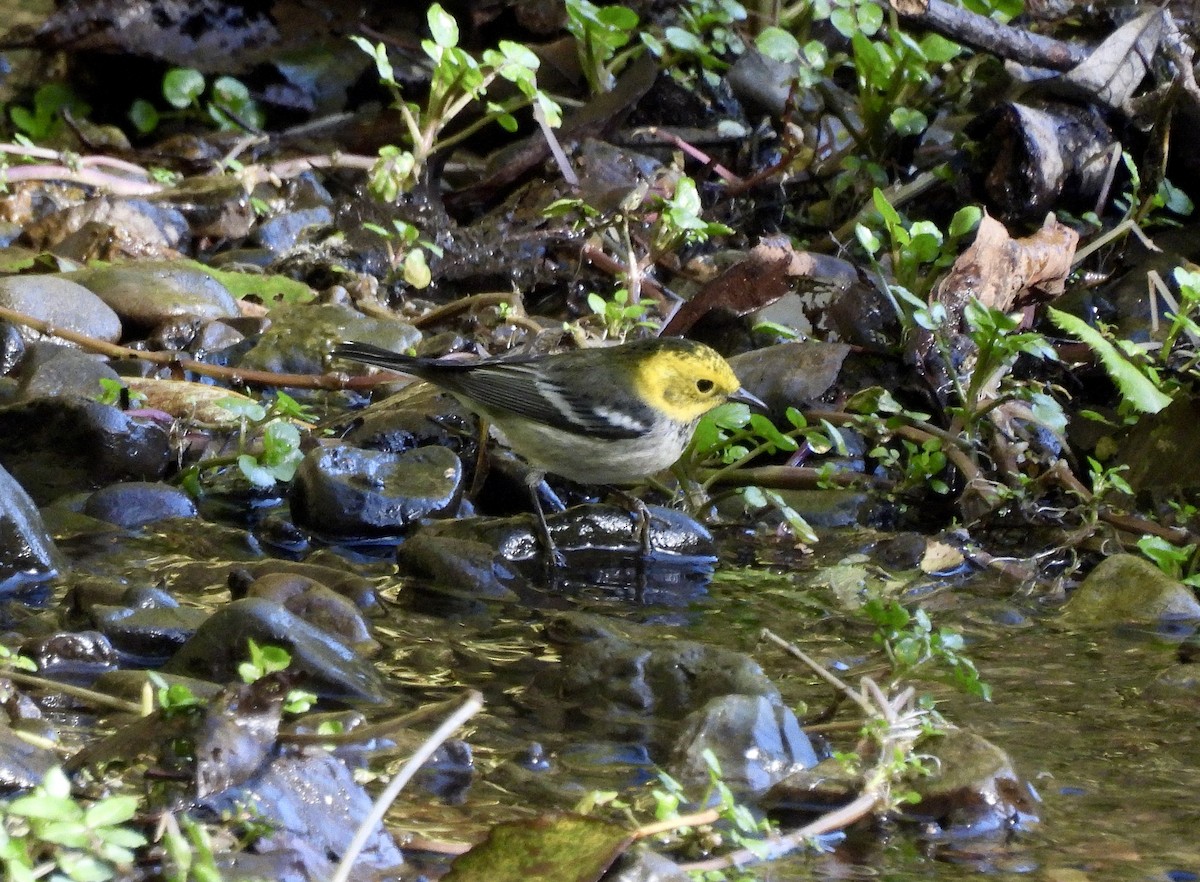 Hermit Warbler - ML645748051