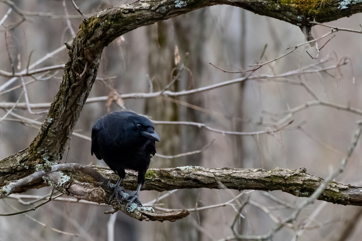 American Crow - ML645748052
