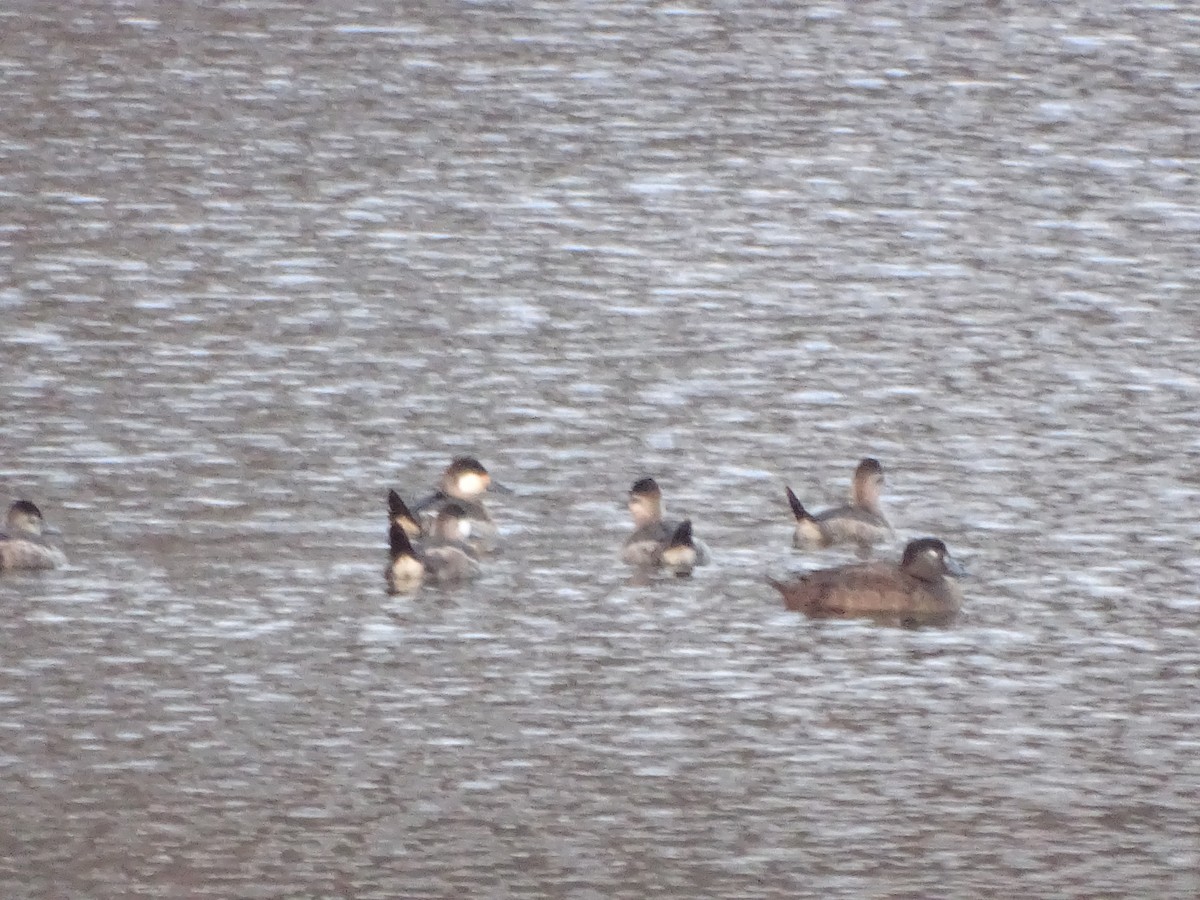 Surf Scoter - ML645748053