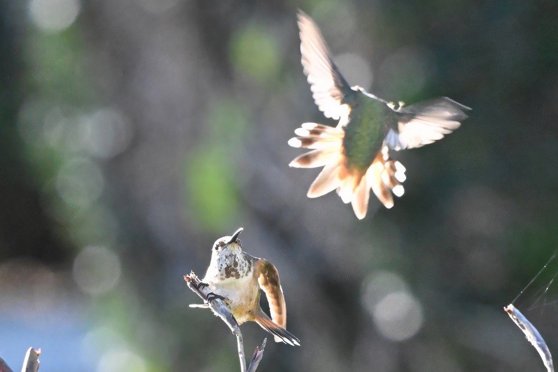 Allen's Hummingbird - ML645748054