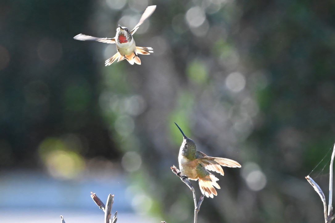 Allen's Hummingbird - ML645748056