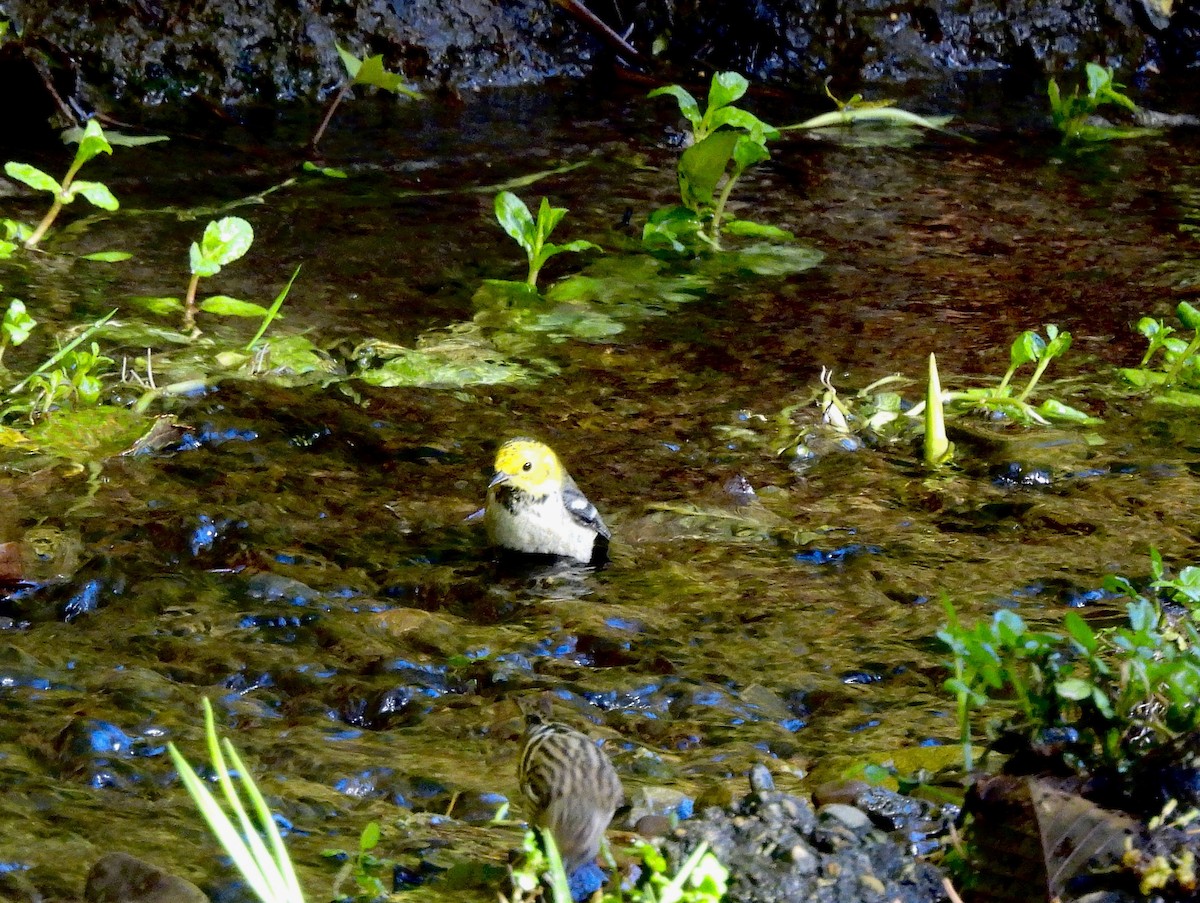 Hermit Warbler - ML645748057