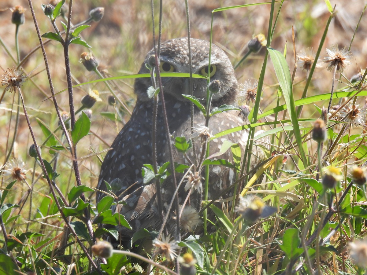 Burrowing Owl - ML645748061