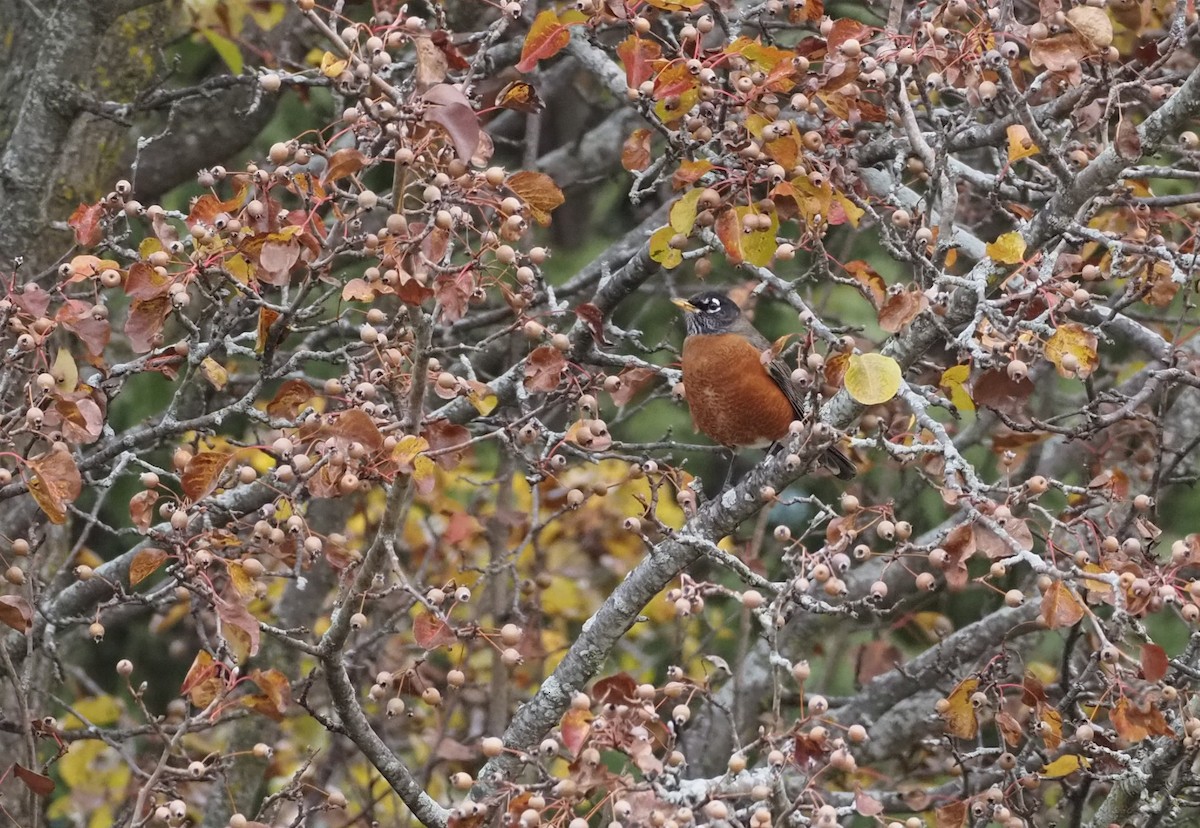 American Robin - ML645748062