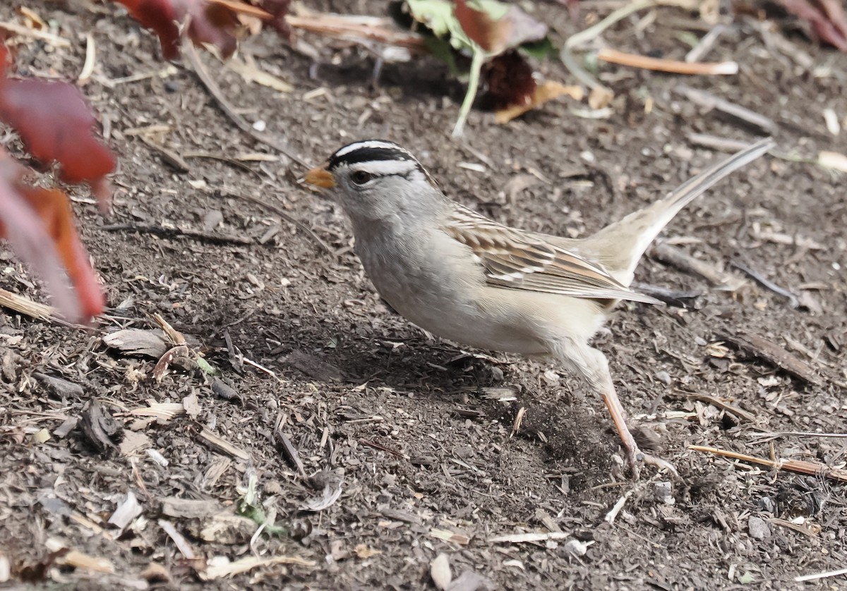 White-crowned Sparrow - ML645748064