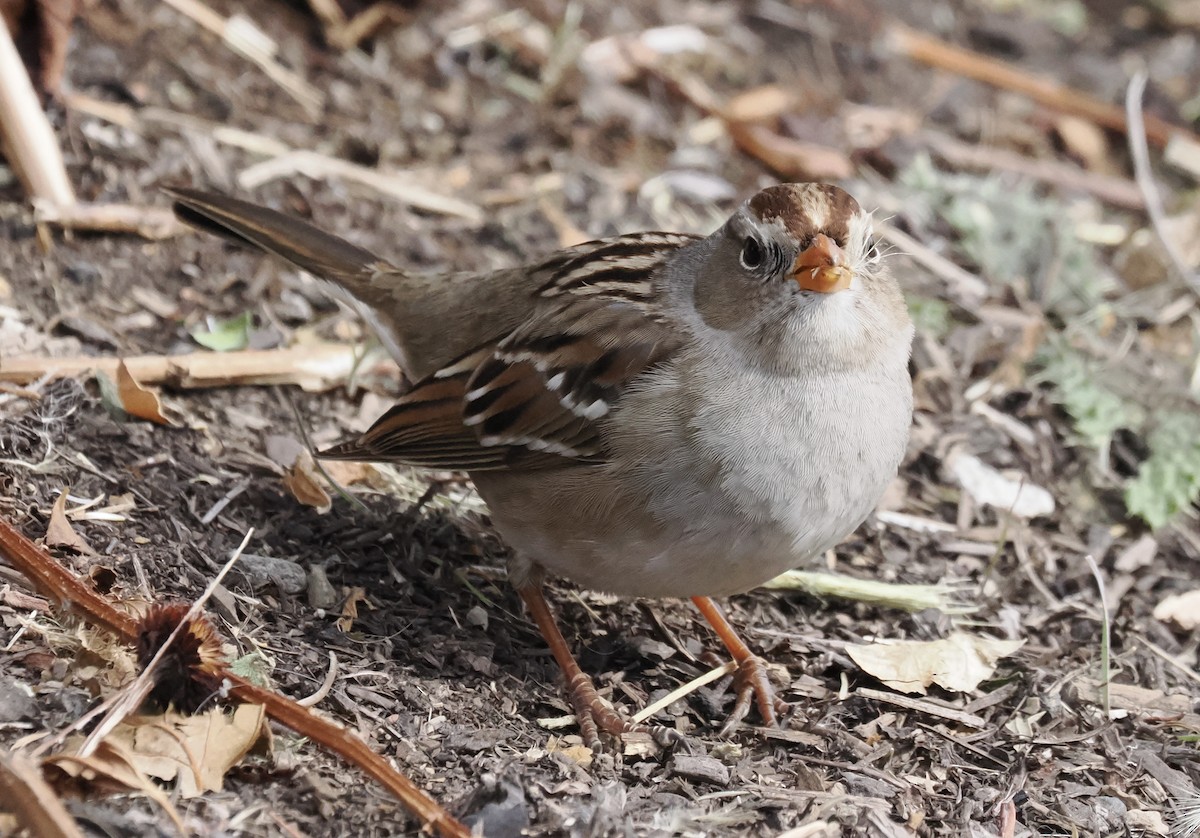 White-crowned Sparrow - ML645748066