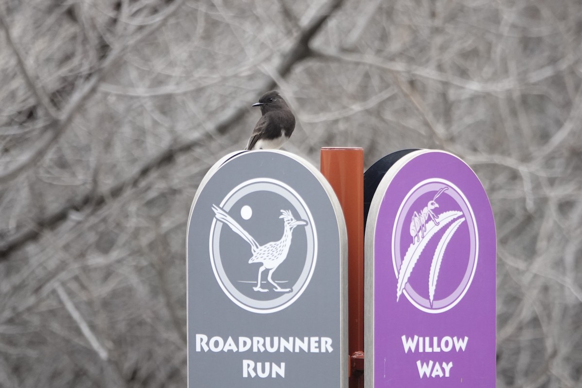 Black Phoebe - ML645748068