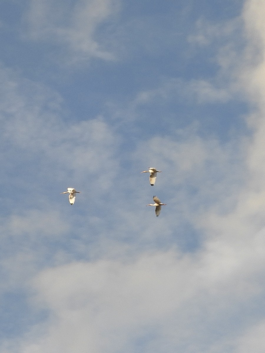 White Ibis - ML645748069