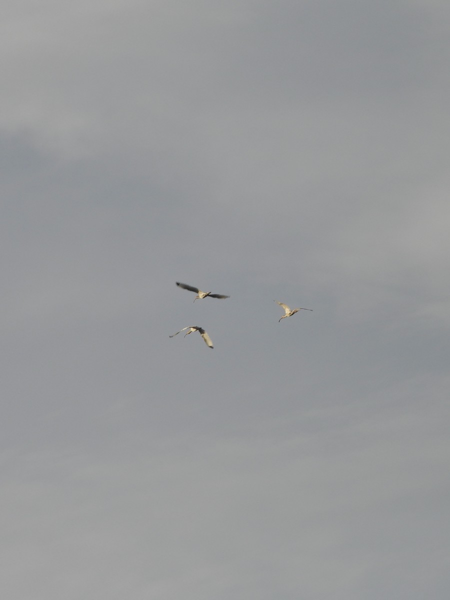 White Ibis - ML645748070