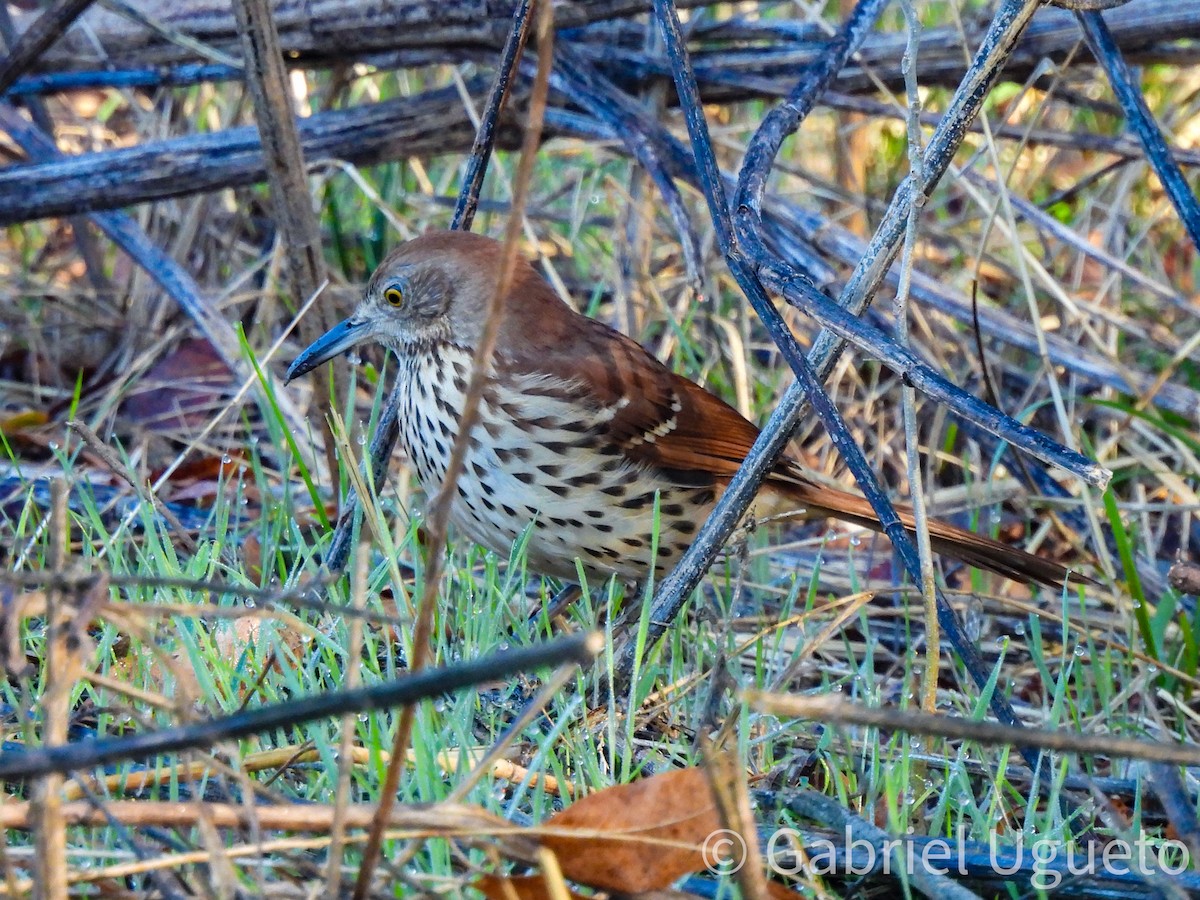 Brown Thrasher - ML645748072