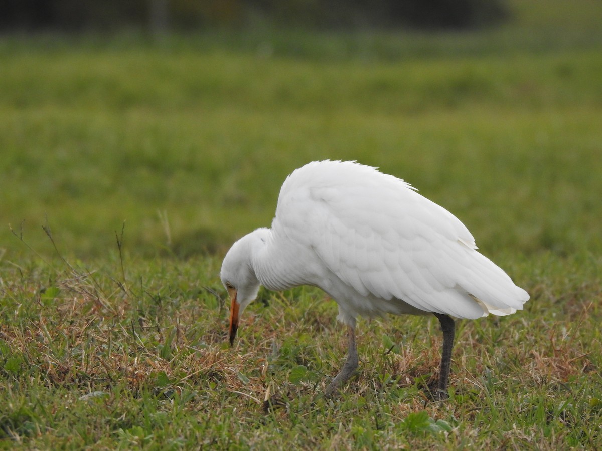 Western Cattle-Egret - ML645748073