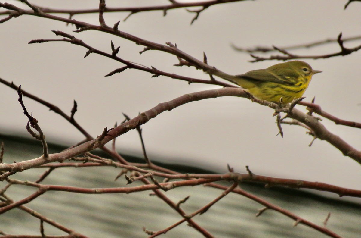 Prairie Warbler - ML645748074