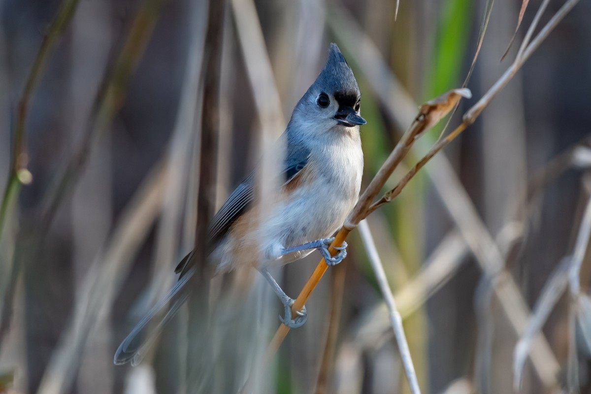 Tufted Titmouse - ML645748075