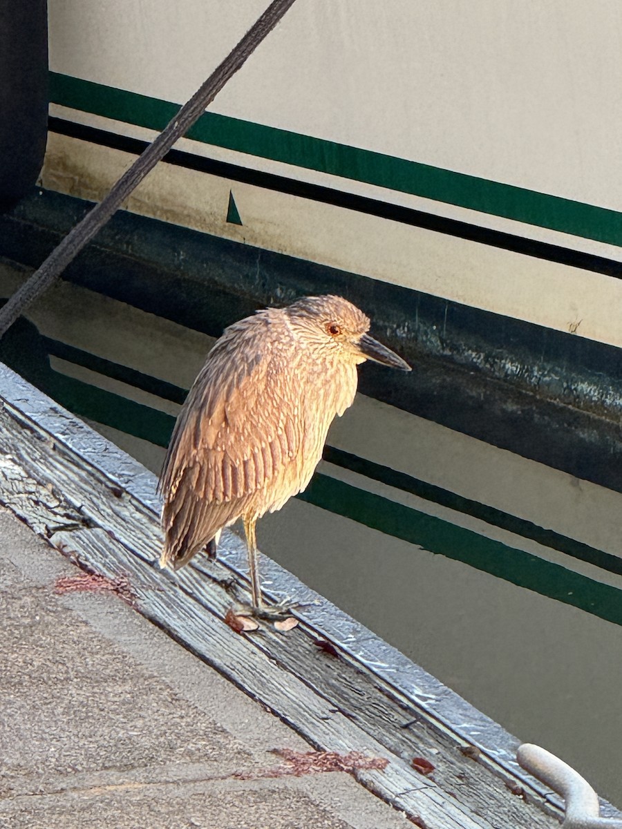 Yellow-crowned Night Heron - ML645748077