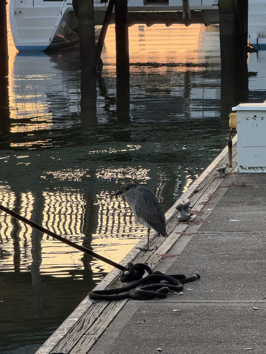 Yellow-crowned Night Heron - ML645748079