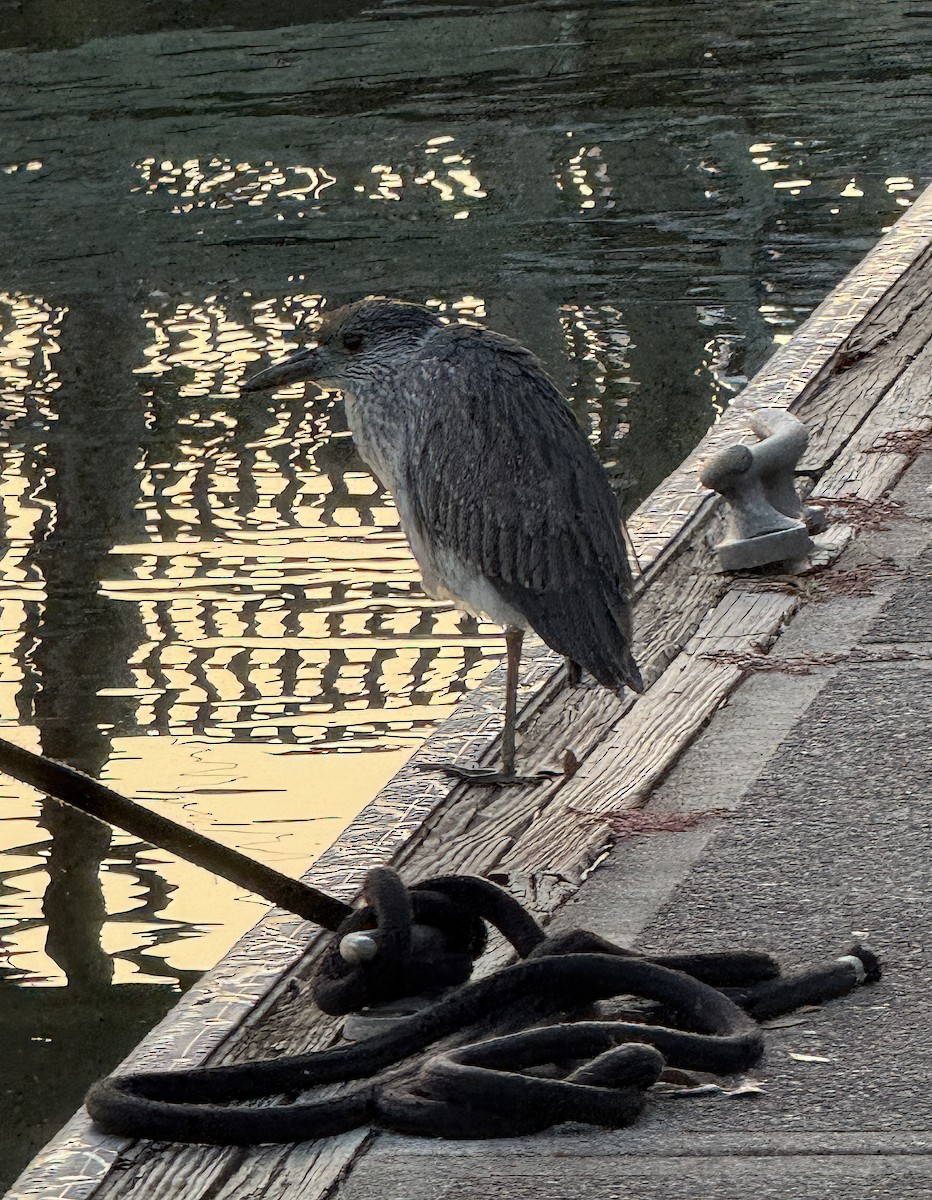Yellow-crowned Night Heron - ML645748080