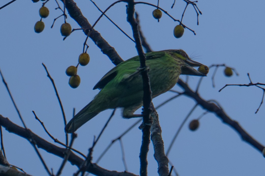 Green-eared Barbet - ML645748084