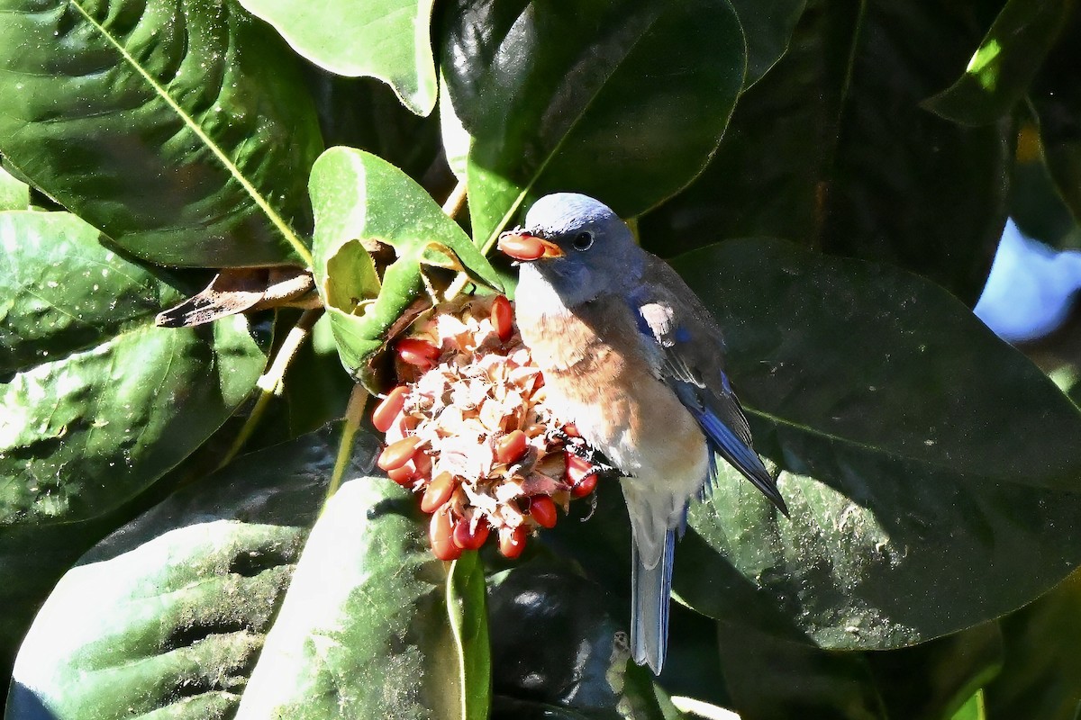 Western Bluebird - ML645748085