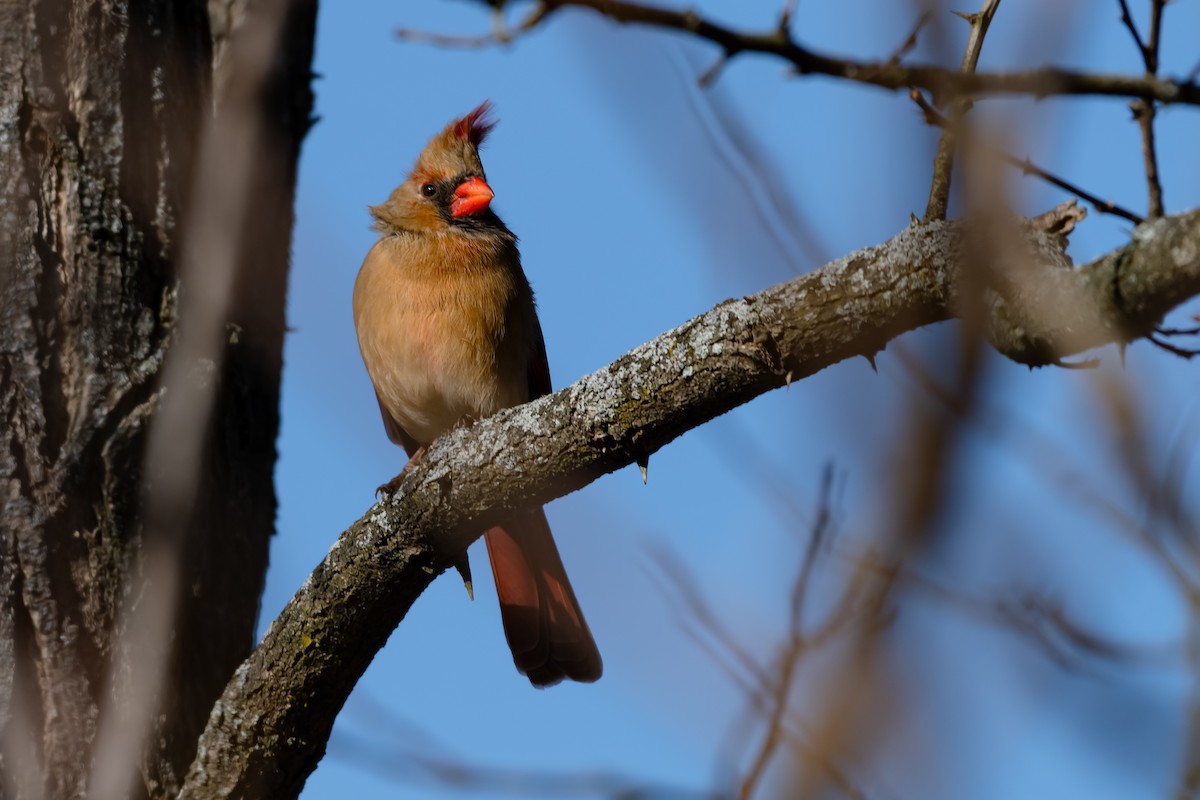 Northern Cardinal - ML645748087