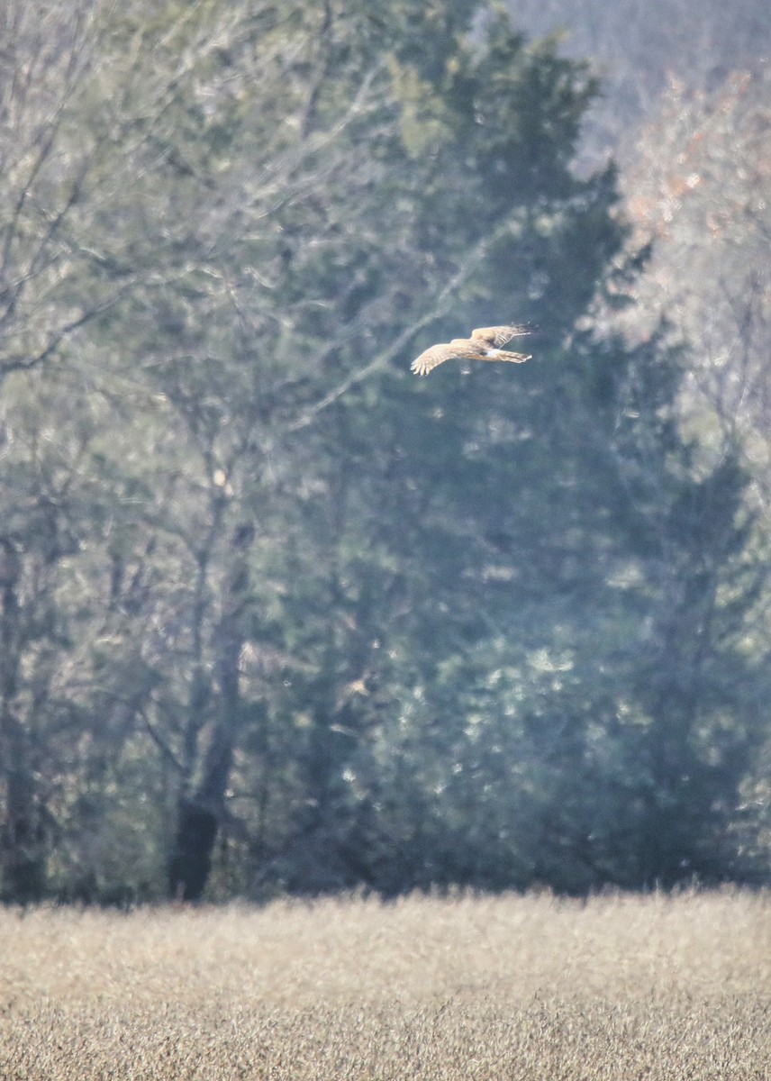 Northern Harrier - ML645748098