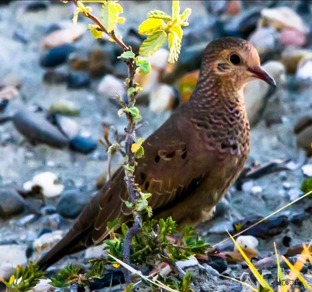 Common Ground Dove - ML645748103