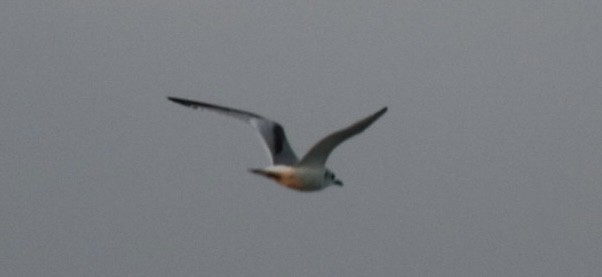 krykkje - ML645748104