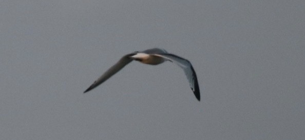 krykkje - ML645748105